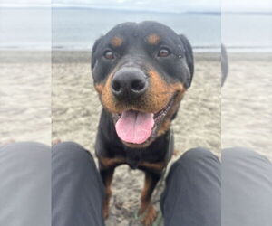 Rottweiler Dogs for adoption in Bellevue, WA, USA
