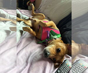 Beagle-Chihuahua Mix Dogs for adoption in Springdale, PA, USA