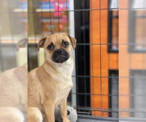 Chug Dogs for adoption in Pembroke, GA, USA