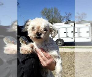 Shih Tzu-Unknown Mix Dogs for adoption in San Antonio, TX, USA