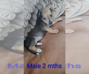 Chihuahua-Unknown Mix Dogs for adoption in San Antonio, TX, USA