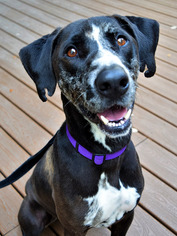 German Shorthaired Pointer-Unknown Mix Dogs for adoption in San Antonio, TX, USA