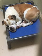Bulldog Dogs for adoption in Jacksonville, AL, USA