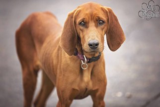 Redbone Coonhound Dogs for adoption in Pryor, OK, USA