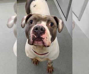 American Pit Bull Terrier Dogs for adoption in Fayetteville, NC, USA