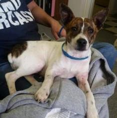 Jack Russell Terrier-Unknown Mix Dogs for adoption in Chichester, NH, USA
