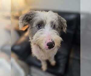 Mutt Dogs for adoption in Anniston, AL, USA