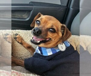 Cheeks Dogs for adoption in  Ramona, CA, USA