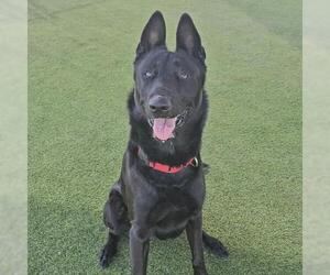 Mutt Dogs for adoption in Camarillo, CA, USA