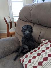 Poodle (Toy) Dogs for adoption in Graniteville, SC, USA