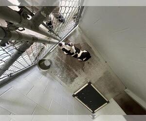 American Pit Bull Terrier Dogs for adoption in Rosenberg, TX, USA