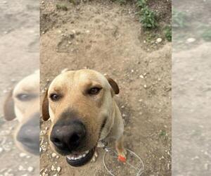 Labrador Retriever-Unknown Mix Dogs for adoption in San Antonio, TX, USA