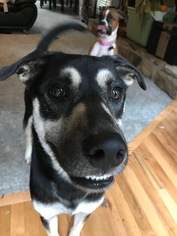 German Shepherd Dog Dogs for adoption in Loganville, GA, USA