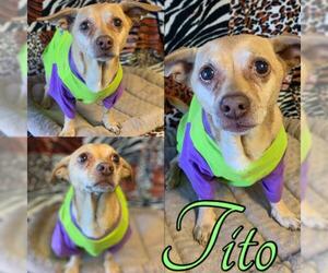 Chiweenie Dogs for adoption in phoenix, AZ, USA