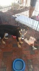 Doberman Pinscher-German Shepherd Dog Mix Dogs for adoption in Jarrell, TX, USA