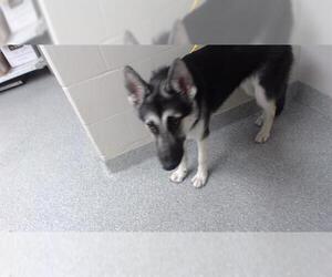 German Shepherd Dog-Siberian Husky Mix Dogs for adoption in Pasadena, TX, USA