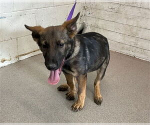 German Shepherd Dog Dogs for adoption in San Bernardino, CA, USA
