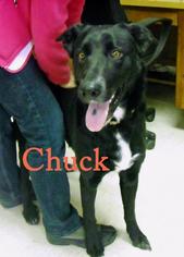 Jack Chi Dogs for adoption in Alton, IL, USA