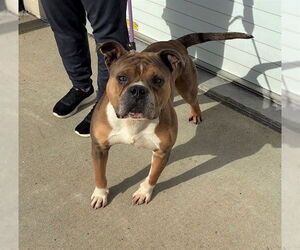 Mutt Dogs for adoption in Louisville, KY, USA