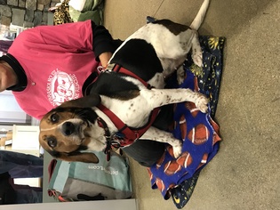 Beagle Dogs for adoption in Lincoln, NE, USA