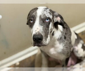 Great Dane Dogs for adoption in Bullard, TX, USA