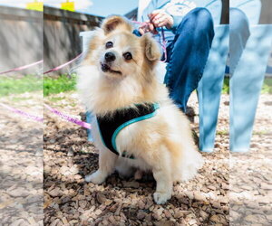 Pomeranian Dogs for adoption in St. Louis Park, MN, USA