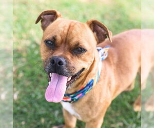 Daug Dogs for adoption in San Antonio, TX, USA