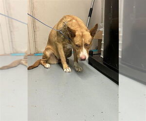 Basenji-Unknown Mix Dogs for adoption in Waco, TX, USA