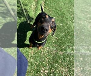 Doberman Pinscher Dogs for adoption in Fremont, CA, USA