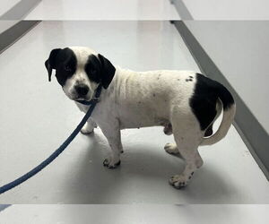 Beagle Dogs for adoption in Pryor, OK, USA