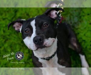American Pit Bull Terrier-Unknown Mix Dogs for adoption in White Marsh, MD, USA