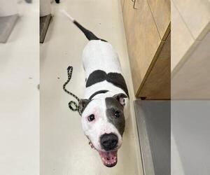 American Pit Bull Terrier Dogs for adoption in Center Township, PA, USA