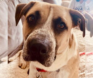German Shepherd Dog-Unknown Mix Dogs for adoption in Canton, CT, USA