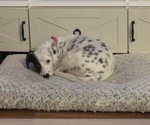 Mutt Dogs for adoption in San Antonio, TX, USA