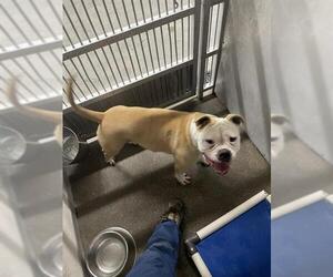American Bulldog-Unknown Mix Dogs for adoption in Stockton, CA, USA