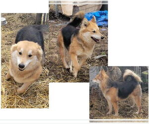 American Eskimo Dog-Unknown Mix Dogs for adoption in Crystal, MN, USA