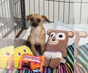 Chihuahua-Unknown Mix Dogs for adoption in Petaluma, CA, USA