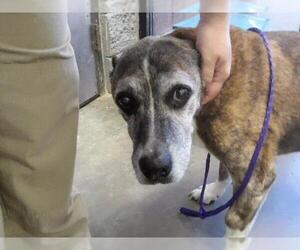 Boxador Dogs for adoption in Tulsa, OK, USA