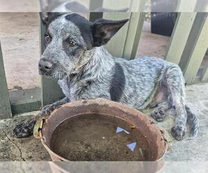 Mutt Dogs for adoption in San Antonio, TX, USA