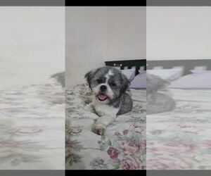Shih Tzu Dogs for adoption in Silver Spring, MD, USA