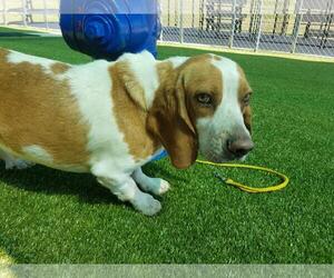 Bagle Hound Dogs for adoption in Charleston, SC, USA
