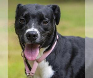 Mutt Dogs for adoption in Wilmington, NC, USA