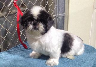 Shih Tzu Dogs for adoption in Lafayette, LA, USA
