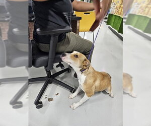 Labrador Retriever-Unknown Mix Dogs for adoption in Temple, TX, USA