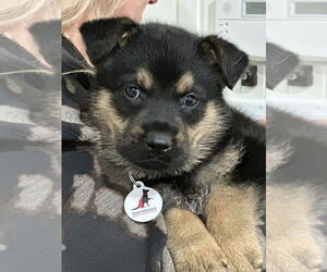 German Shepherd Dog Dogs for adoption in West Sacramento, CA, USA