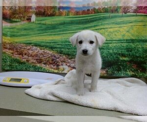 Labrador Retriever-Unknown Mix Dogs for adoption in Moreno Valley, CA, USA
