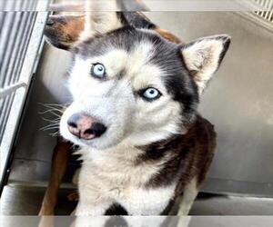 Siberian Husky Dogs for adoption in San Bernardino, CA, USA