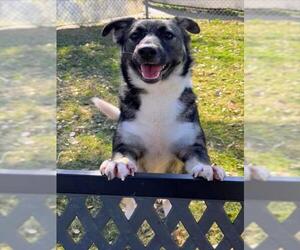 Medium Photo #1 German Shepherd Dog-Unknown Mix Puppy For Sale in Texas City, TX, USA