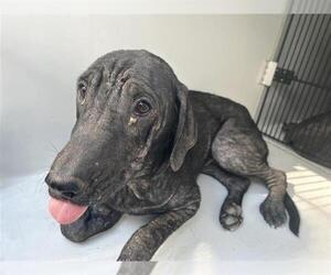 Labrador Retriever-Unknown Mix Dogs for adoption in Houston, TX, USA