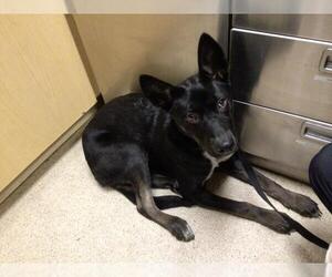 Border Collie-Unknown Mix Dogs for adoption in Riverside, CA, USA